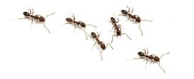 ants-pests-argentine1